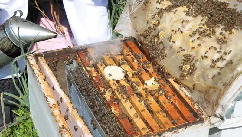 Ata Mesleği Arıcılıkta Genç Yetenek: 800 Kovanla Yılın Balı Üretimi
