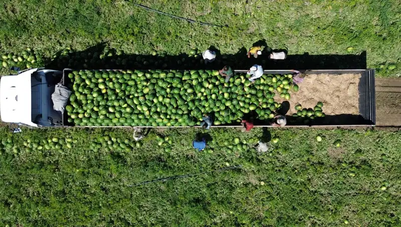 Bafra Ovası’nda 94 Bin 500 Ton Karpuz Rekoltesi Beklentisi: Yazın Tadını Çıkarın!