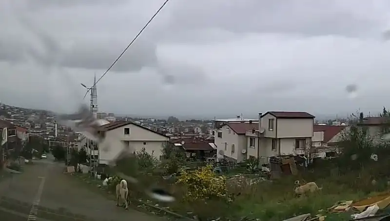 Sahipsiz Köpeklerin Saldırısı: 5 Yaşındaki Çocuk Hayati Tehlike Arasında