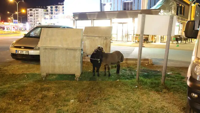 Mor Karaman Koyunları: Yola Düştüler, Kaderlerine Terk Edildiler!