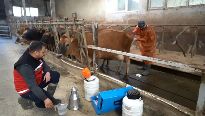 Türkiye Tarımında Devrim: Jersey Sperması ile Hayvancılıkta Yeni Dönem