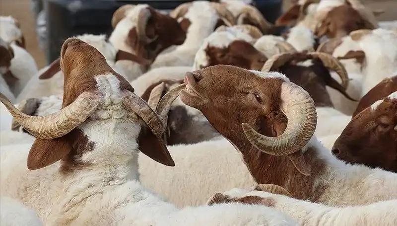 Akika Kurbanı Nedir? Yenilebilir mi, Ne Zaman Kesilir?