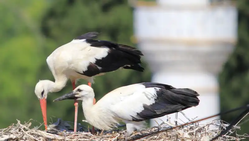 Leylek Köyü: Yaren Leyleği Kıskandıran 8 Kat Fazla Yuva!
