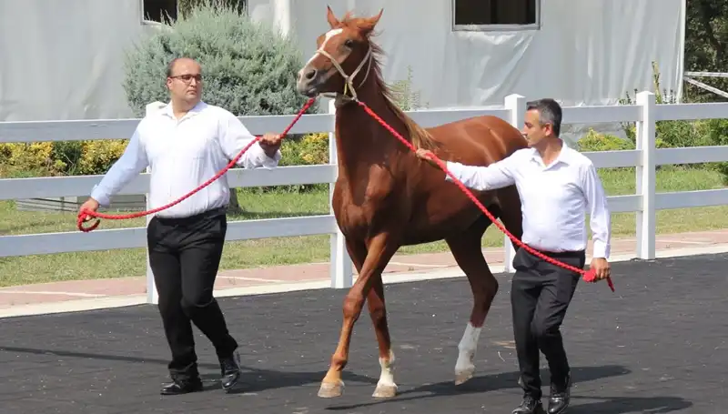 Taşkın Kral, Doğanın Gücünü Önümüze Seriyor: Rekor Sular ve Dersler