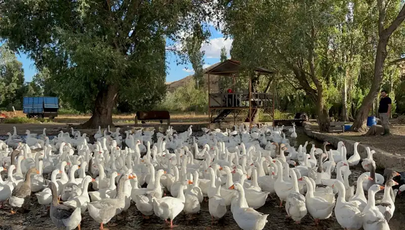 Yılın Sofralık Ürünü: Fiyatı Uçuşa Geçti, Lezzeti Sofraları Şenlendirecek