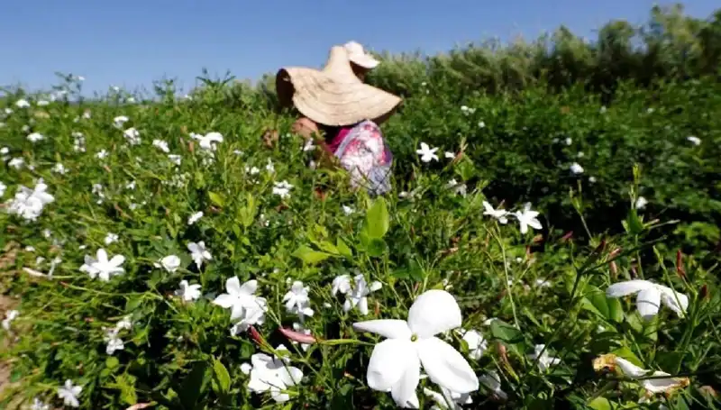 Küresel Isınmanın Yaseminlere Etkisi: Kayıplar ve Gelecek Tahminleri