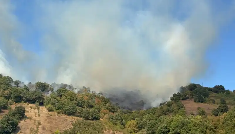Düzce'de Korkutan Orman Yangını: Havadan ve Karadan Mücadele Devam Ediyor