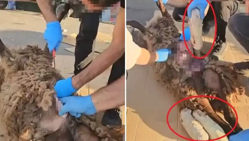 Zehir Tacirlerinin Son Oyu: Ölü Koyunun Karnından Çıkan Şoke Edici Sır